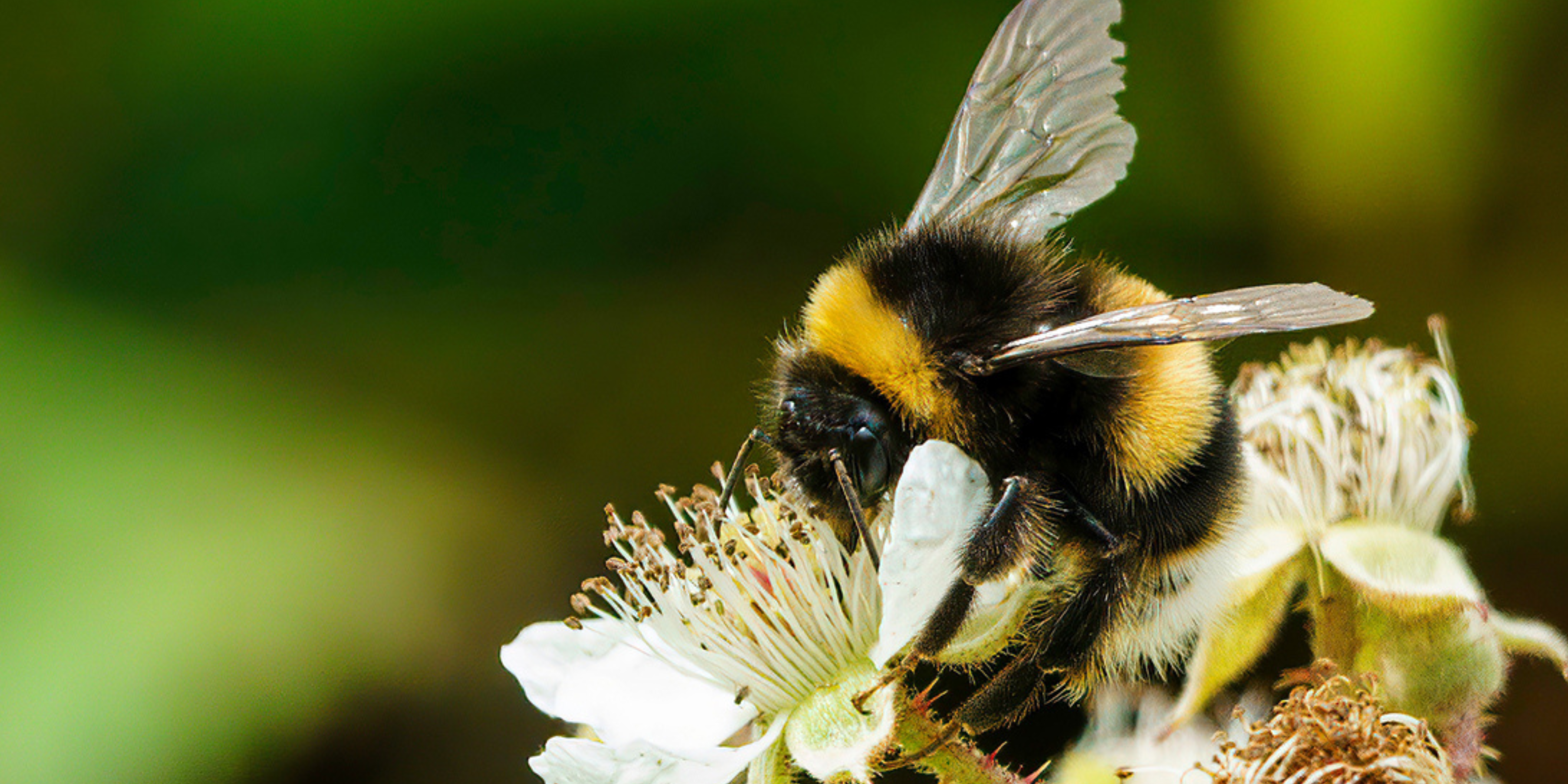Soil Association welcomes upholding of bee-harming pesticide ban