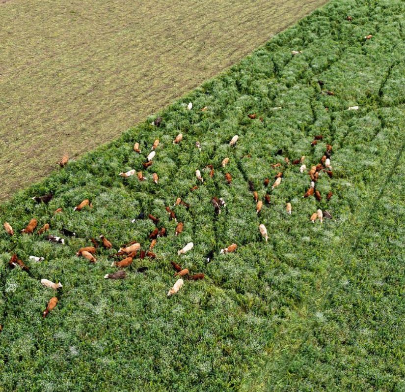 Reducing Inputs: Project Summary