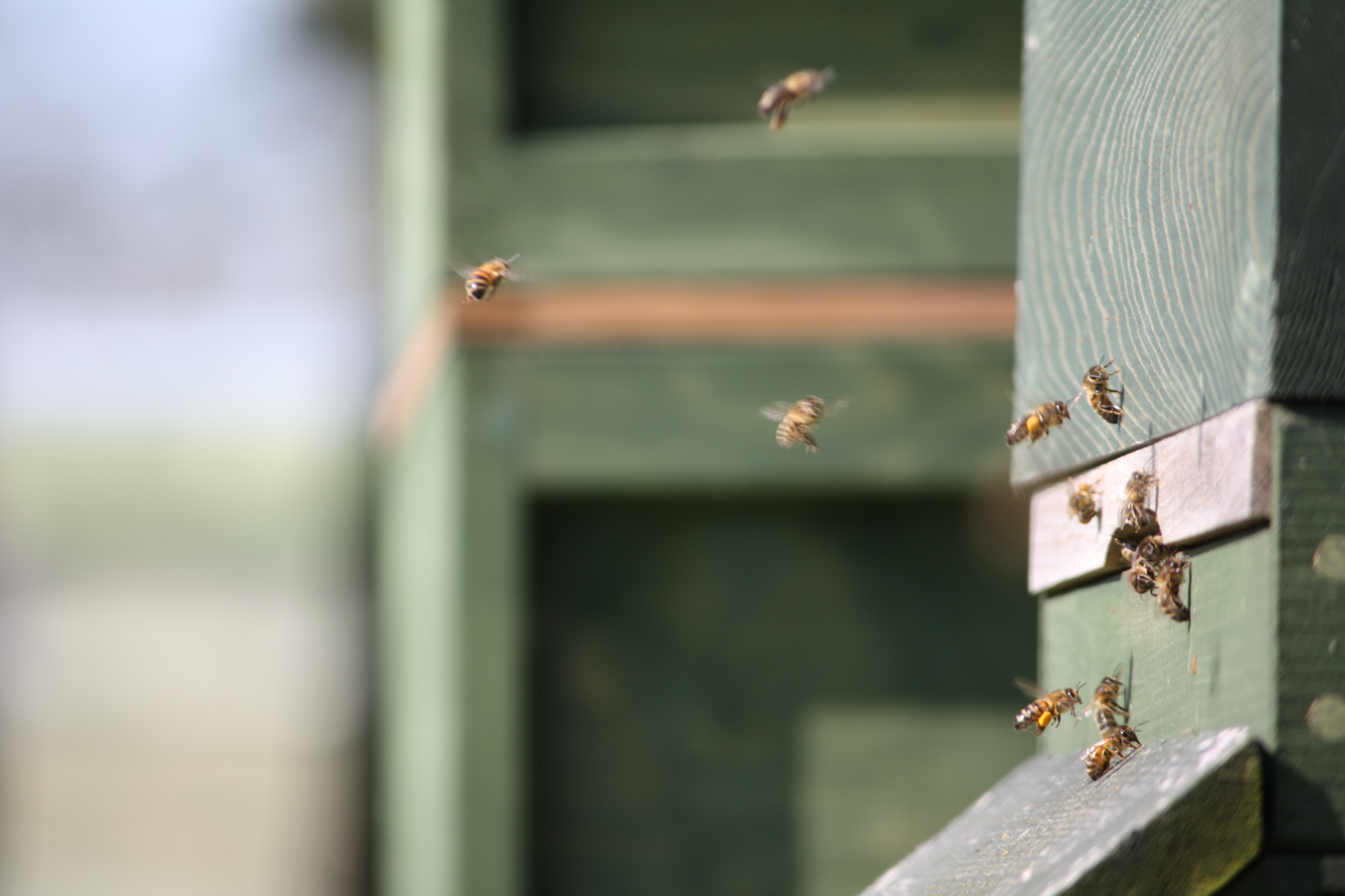 5 ways to support bees