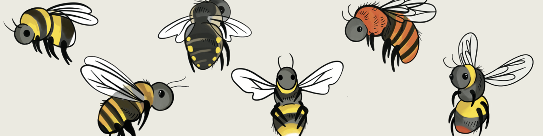 Soil Association Bee Identification Banner.png