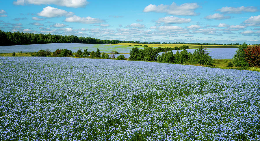 New Field Lab: Fibre Flax Variety Trial