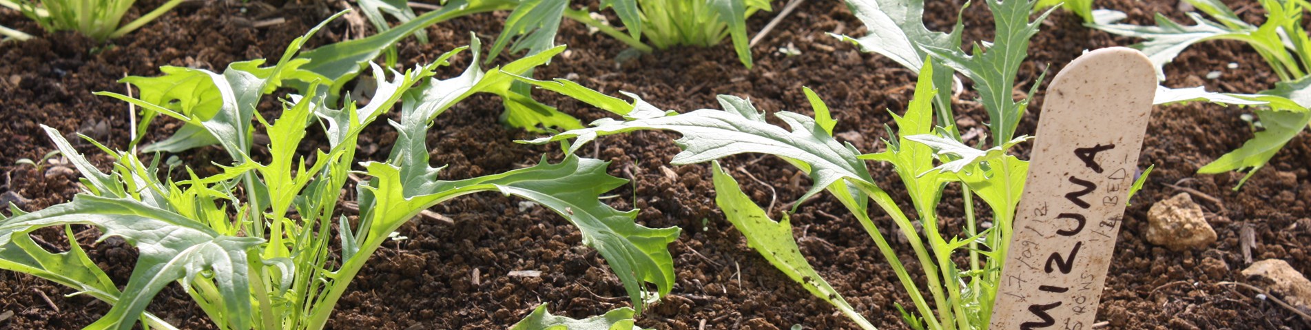 Mizuna growing