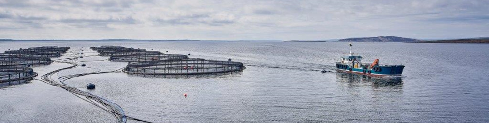 Cooke_Orkney0052.jpg
