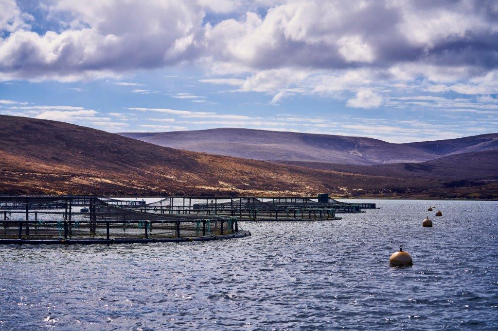 UK organic salmon standards
