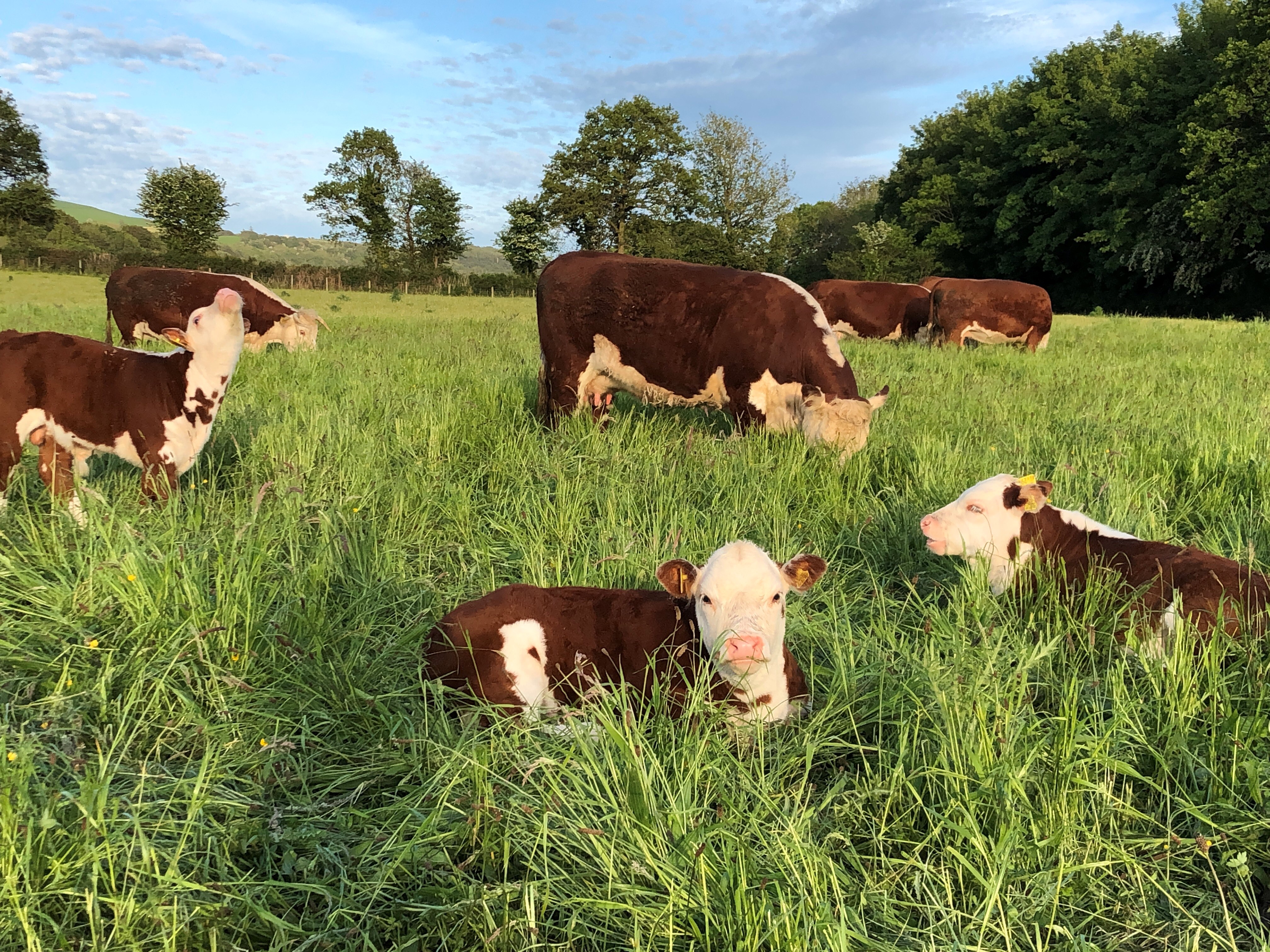 Dismay as Wales risks hundreds of businesses by scrapping support for organic farming