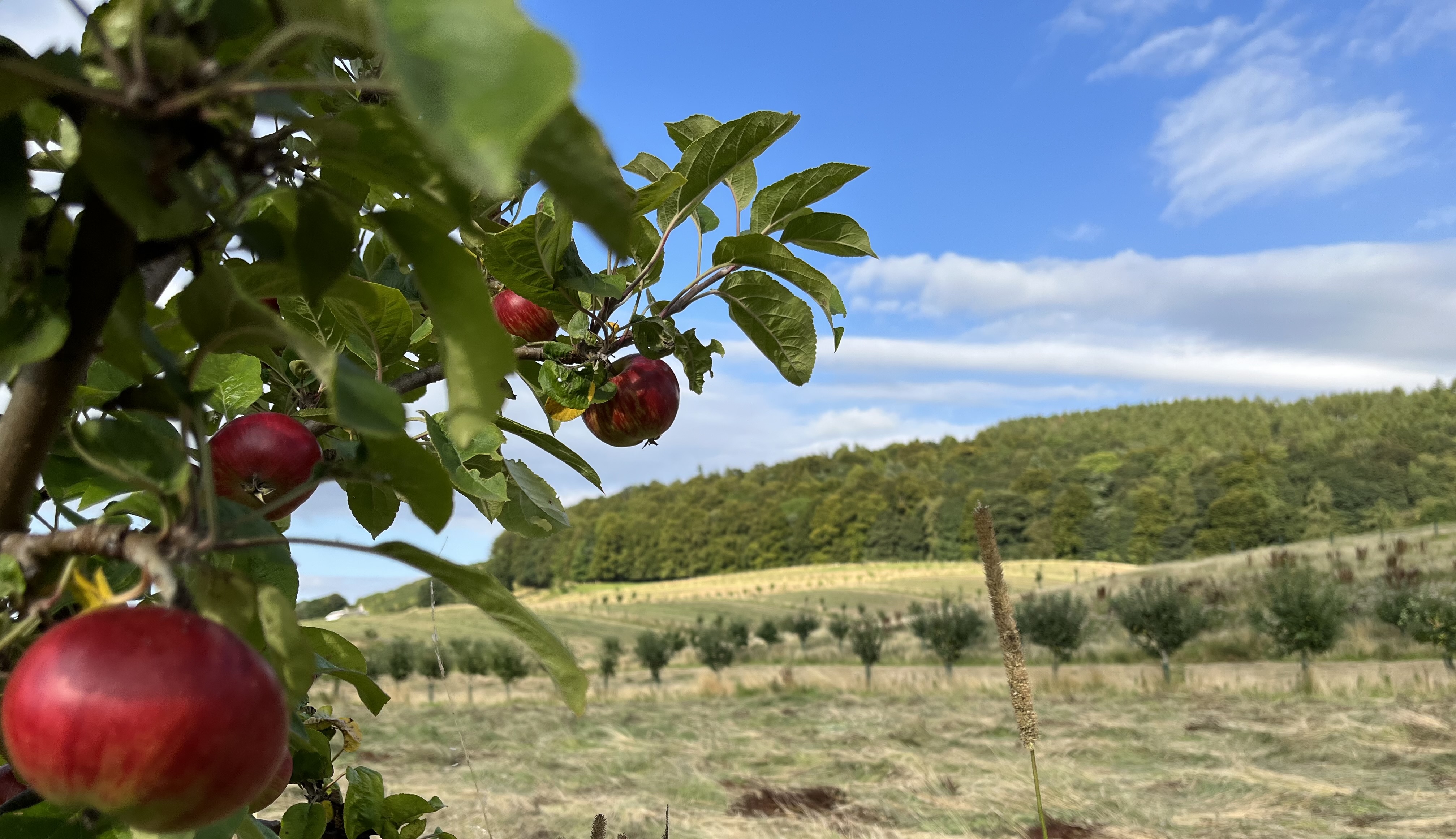 FM’s announcement on farm payments