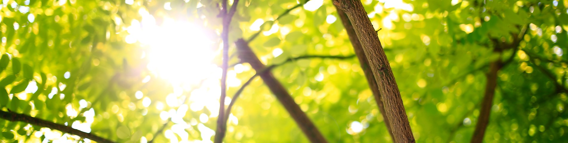 Unsplash-d-jameson-ZIlP3SGjd8U-saplings in wood-notorganic-noexpiry-subject to unsplash terms.jpg