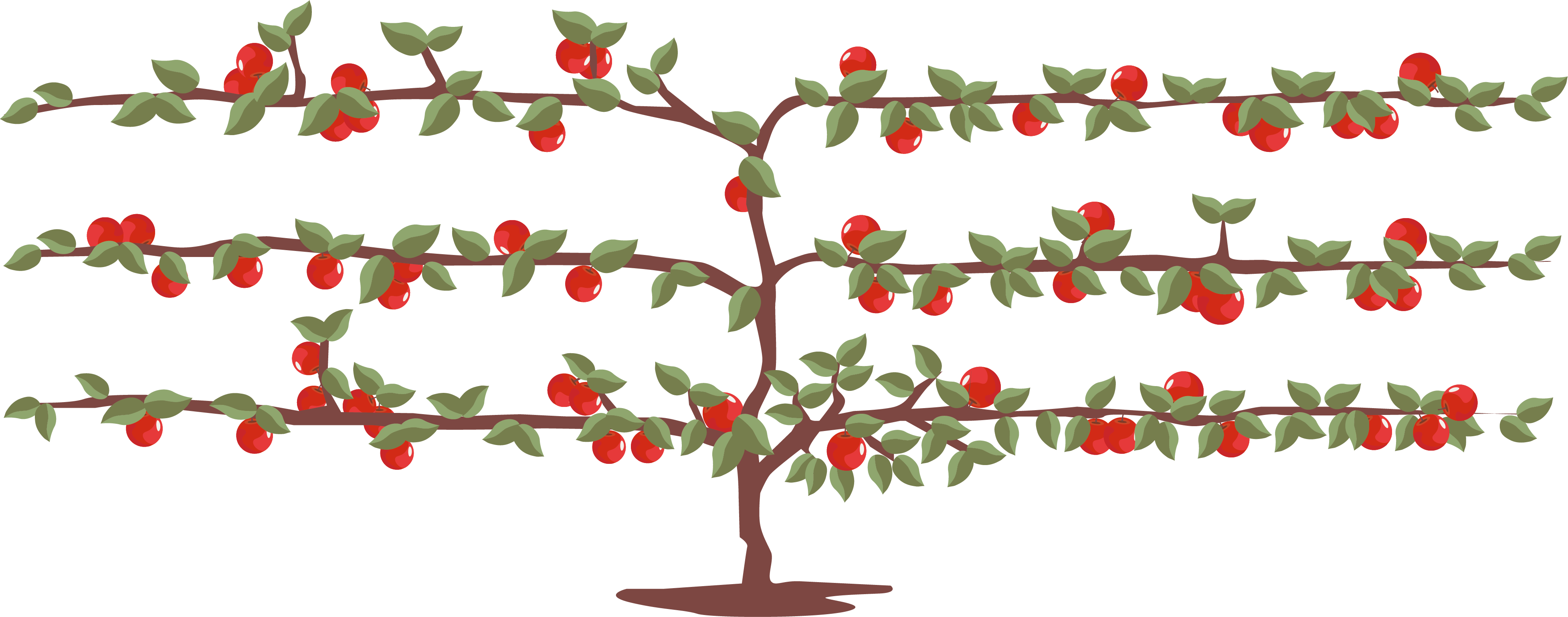 Espalier apple tree trained against a wall
