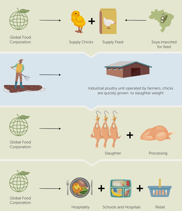 The supply chain: farmers raise chickens via contract, companies provide chicks and feed, and then slaughter and process the birds and sell the meat