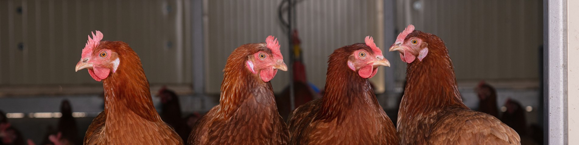 chickens perch.jpg
