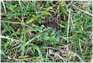 Yellow rattle seedling