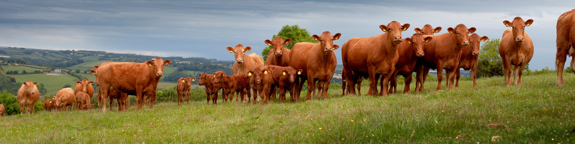 IMG_8180-COWS-ORGANIC-HIGHERHACKNELLLICENSEE-NOEXPIRY-NOCREDITREQUIRED.jpg
