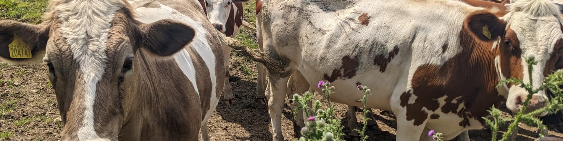 Godminster_dairycows2.jpg