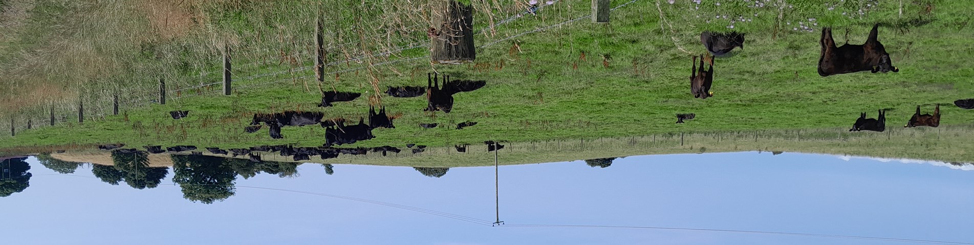 charles ekin-black angus suckler herd on pasture-not organic-FIRNS-Lumphinnans Farm-fife-exp 121026.jpg