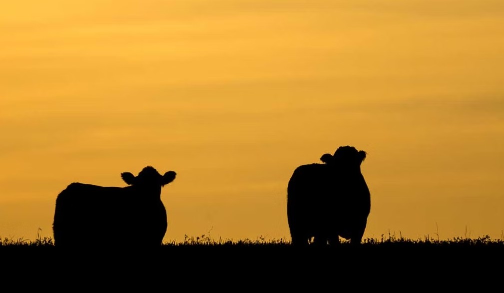 Carbon Calling Listening Day