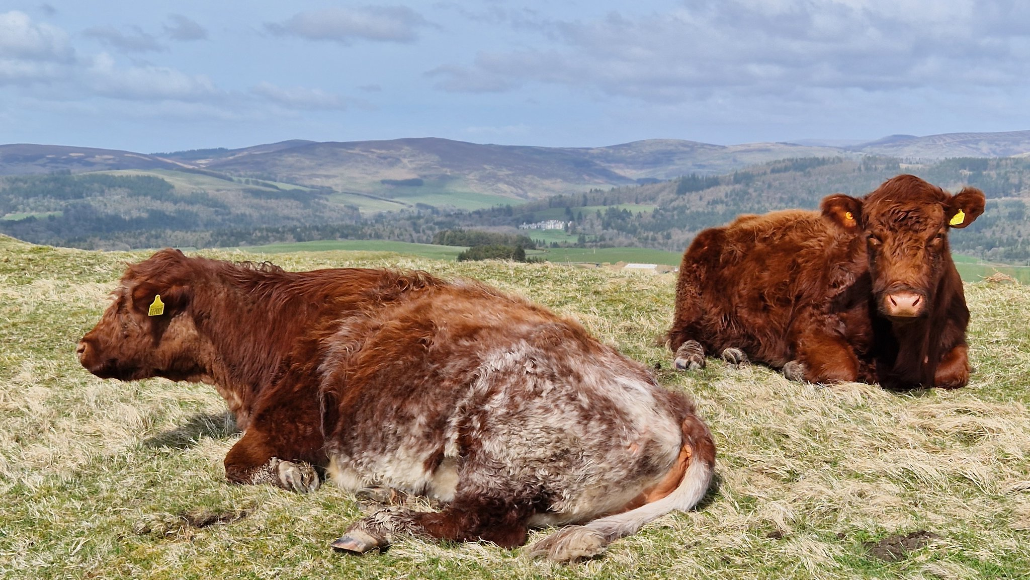 Planning for Change: A whole farm approach to animal health, positive welfare and productivity 