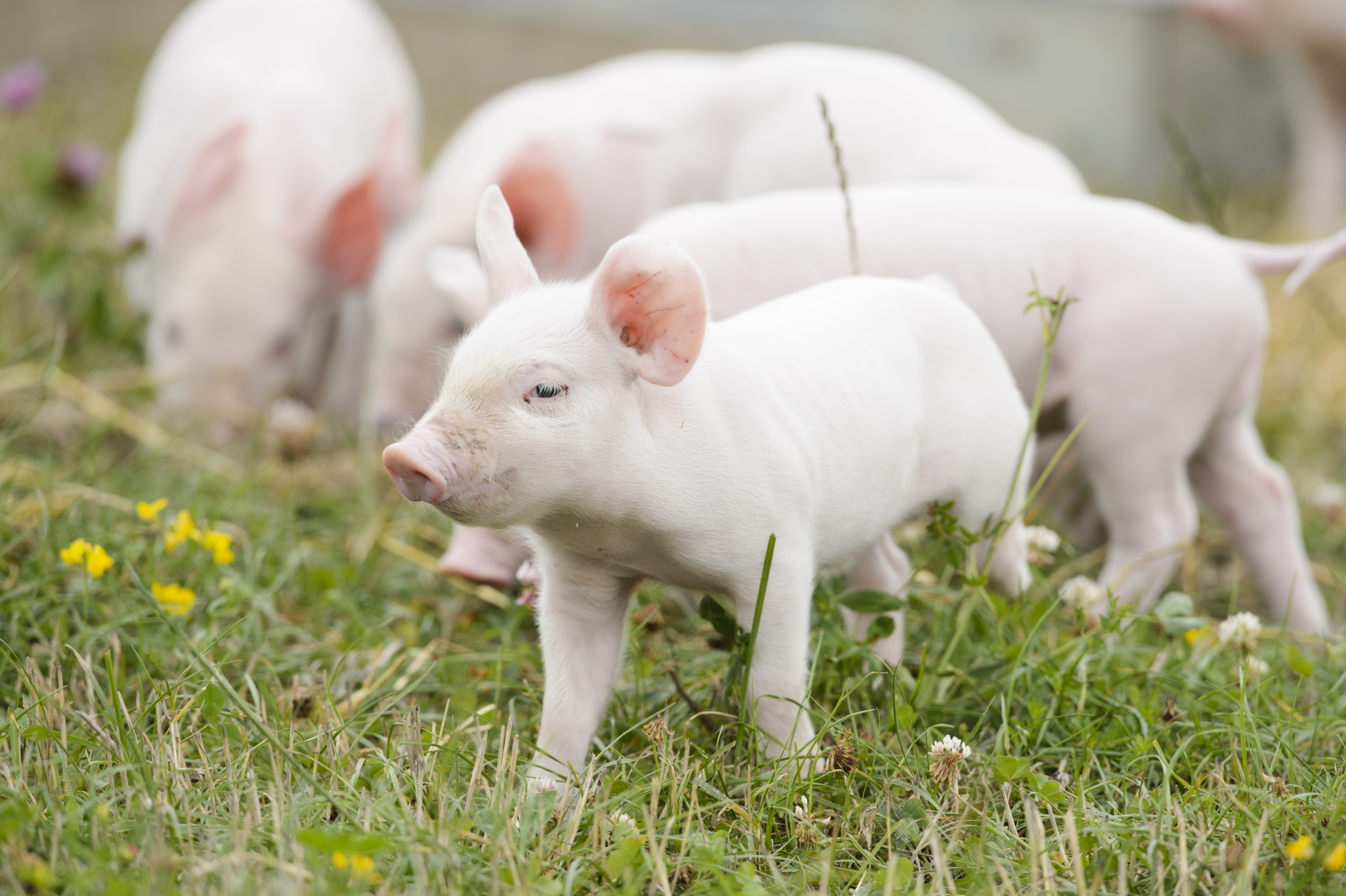 Call to action: Help secure fairer labelling for organic and higher-welfare farming
