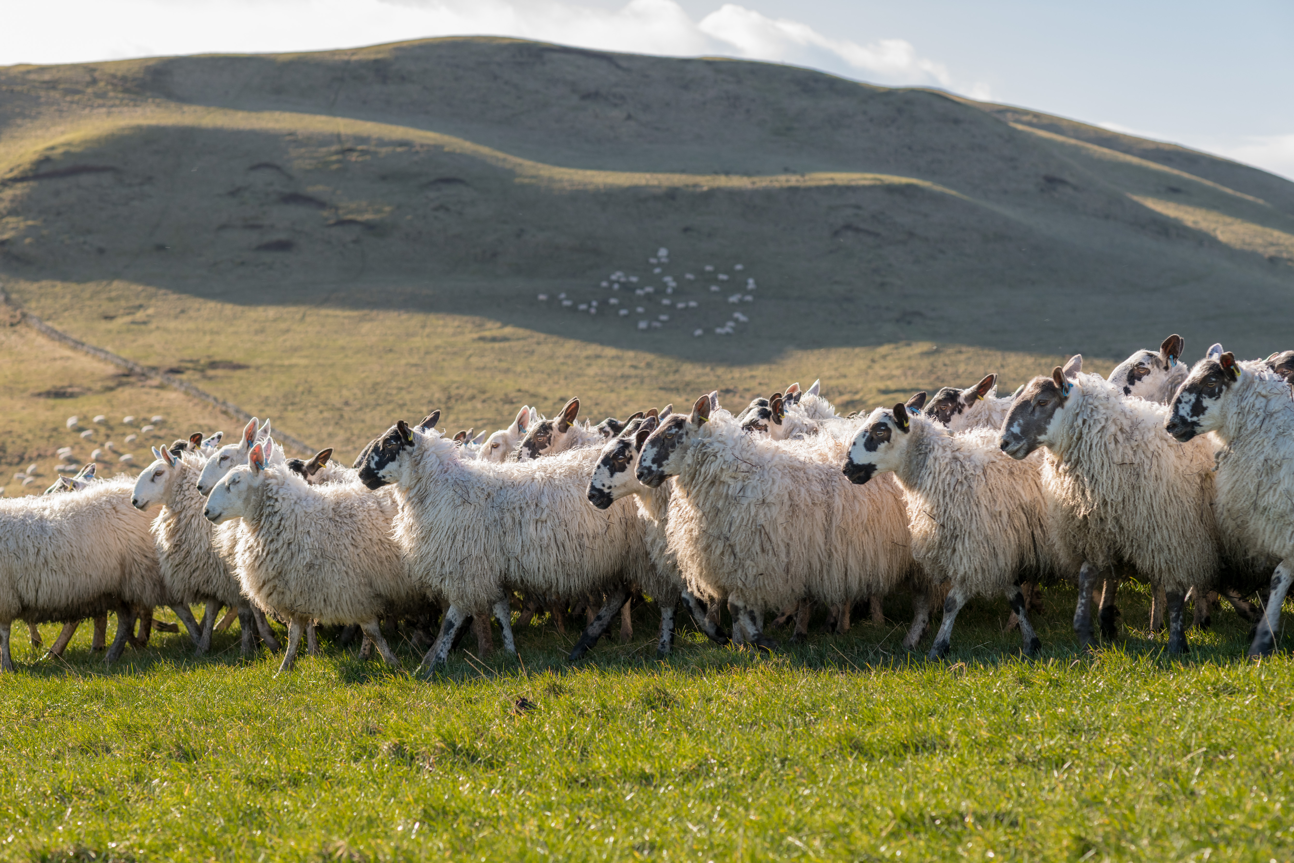 A turning point for Organic in Scotland - join us for the Scottish Organic Gathering