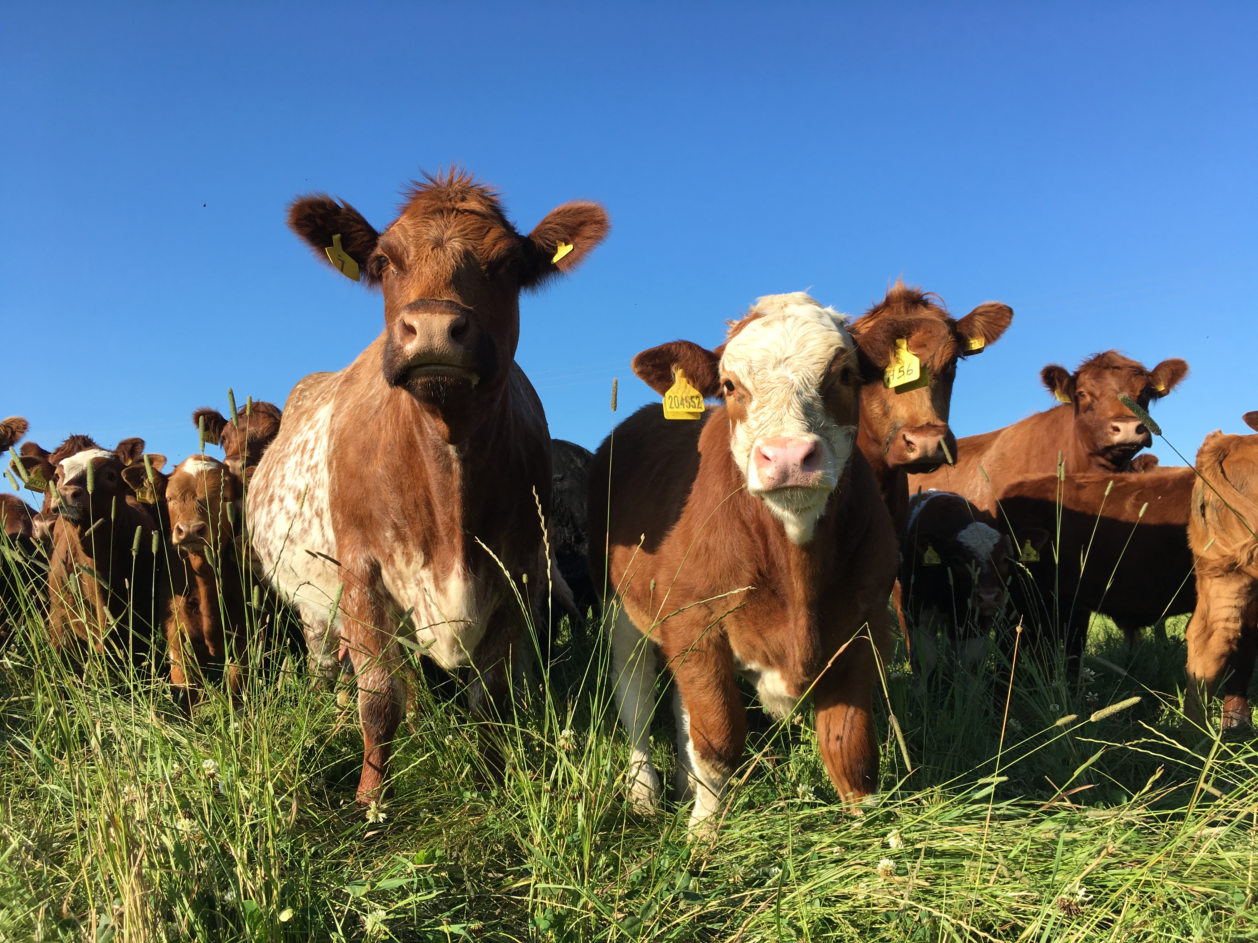 Scottish Organic Gathering