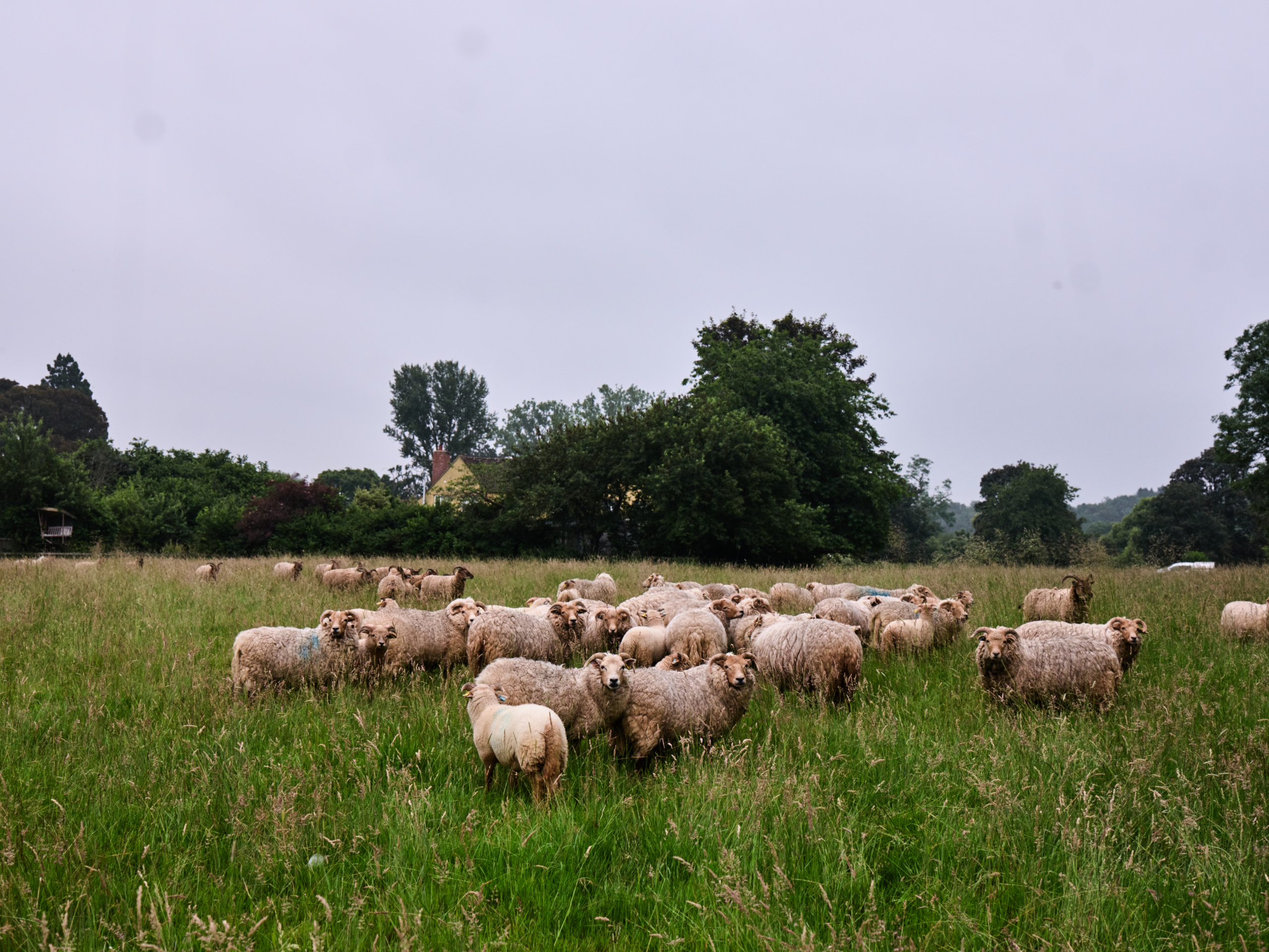 October is Wool Month