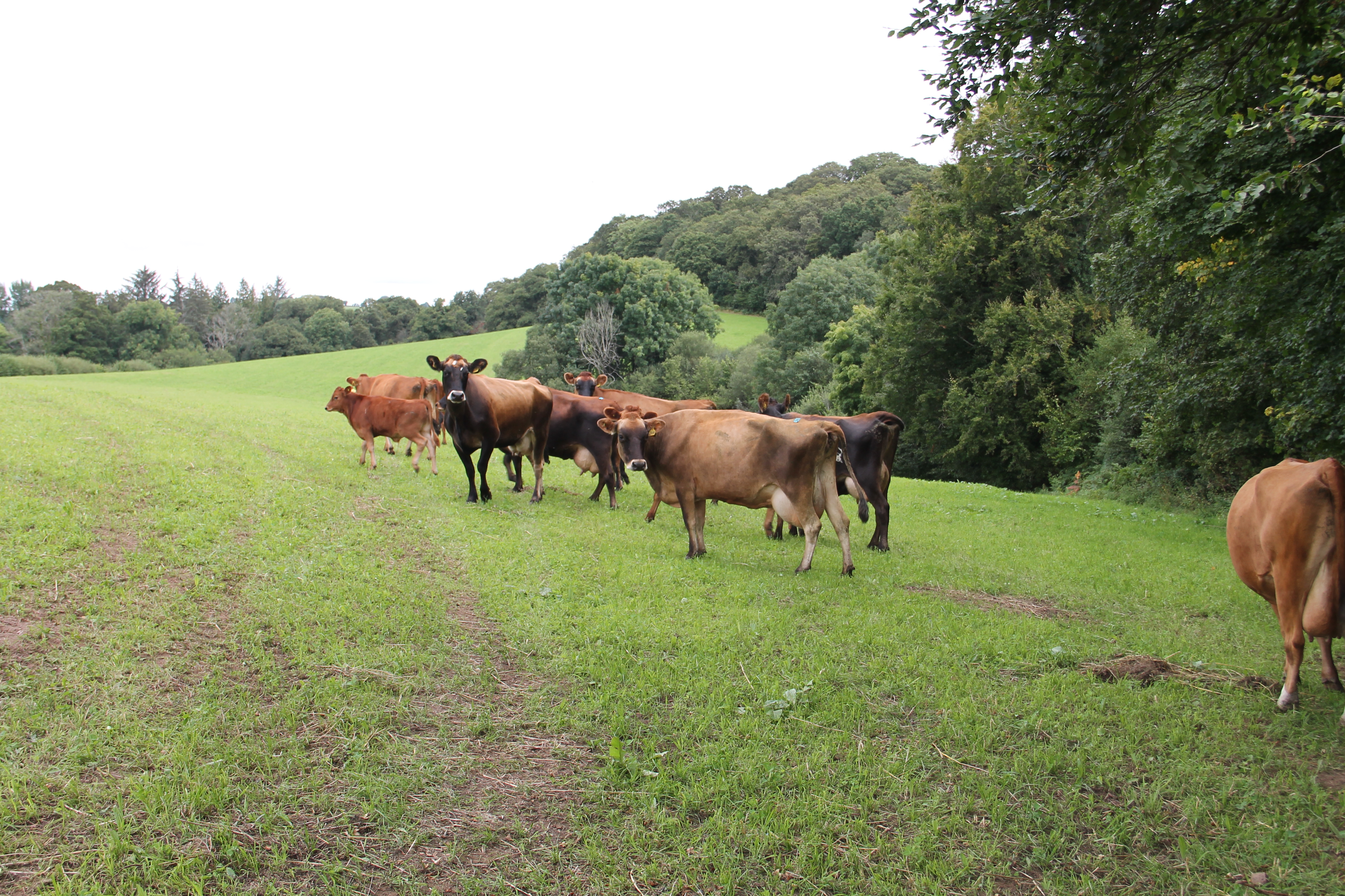 06-FAB-AgFo-LowerWithcombeFarm-cows field-consentY.JPG