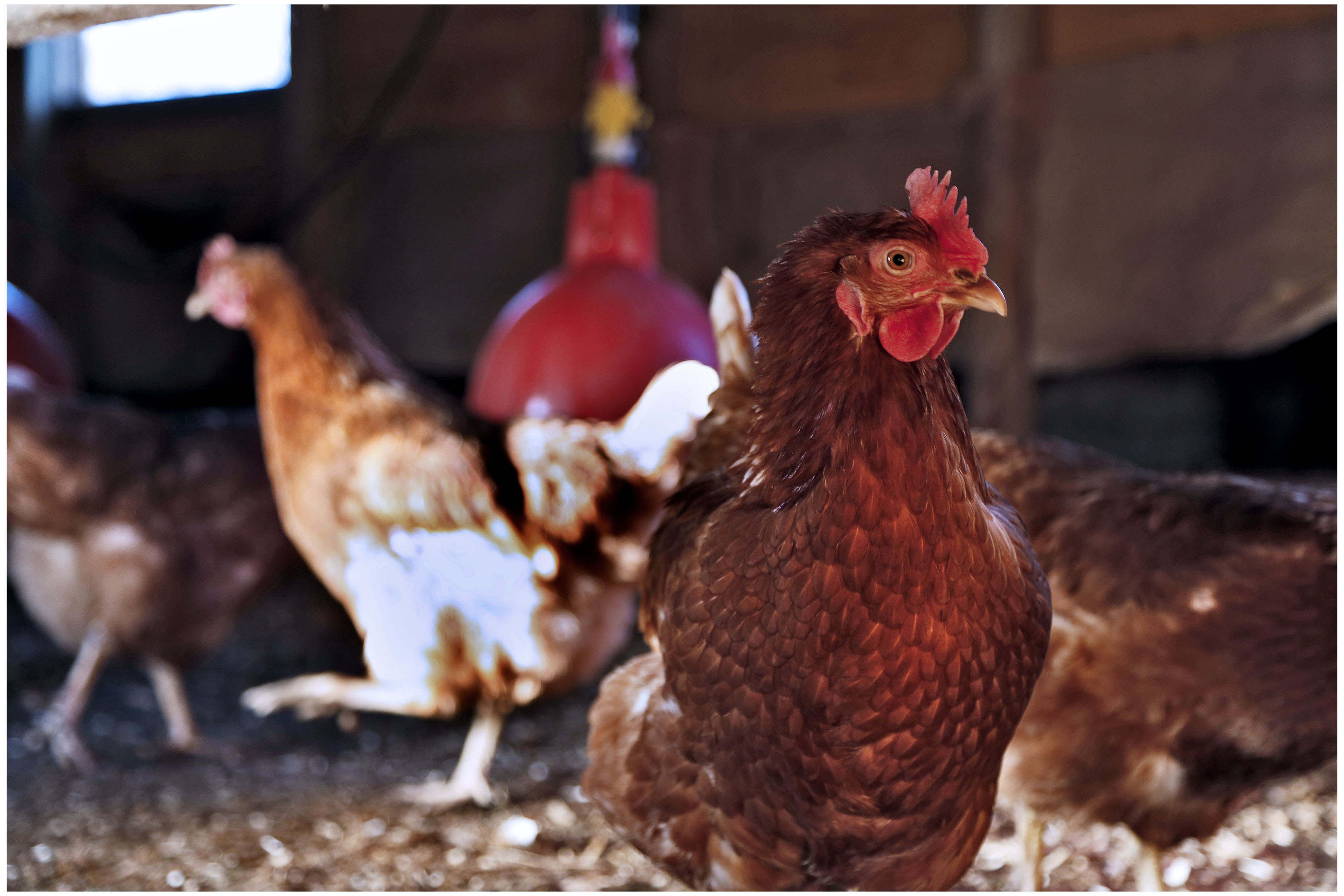 Use of non-organic pullets and new restrictions on non-organic protein in pig and poultry diets (1)