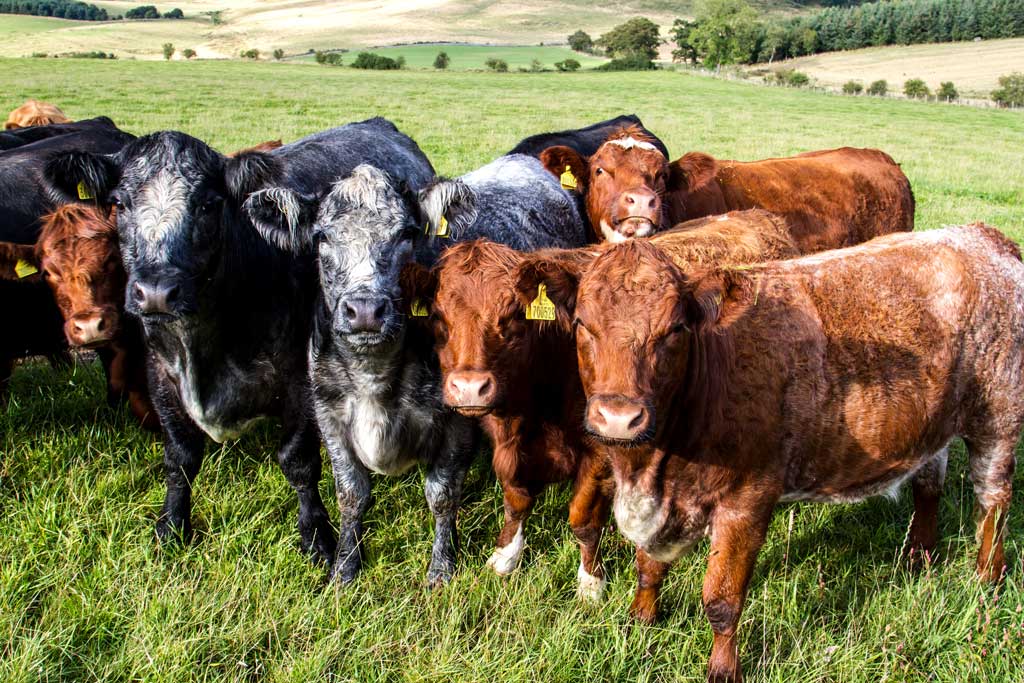 Organic standards for Great Britain