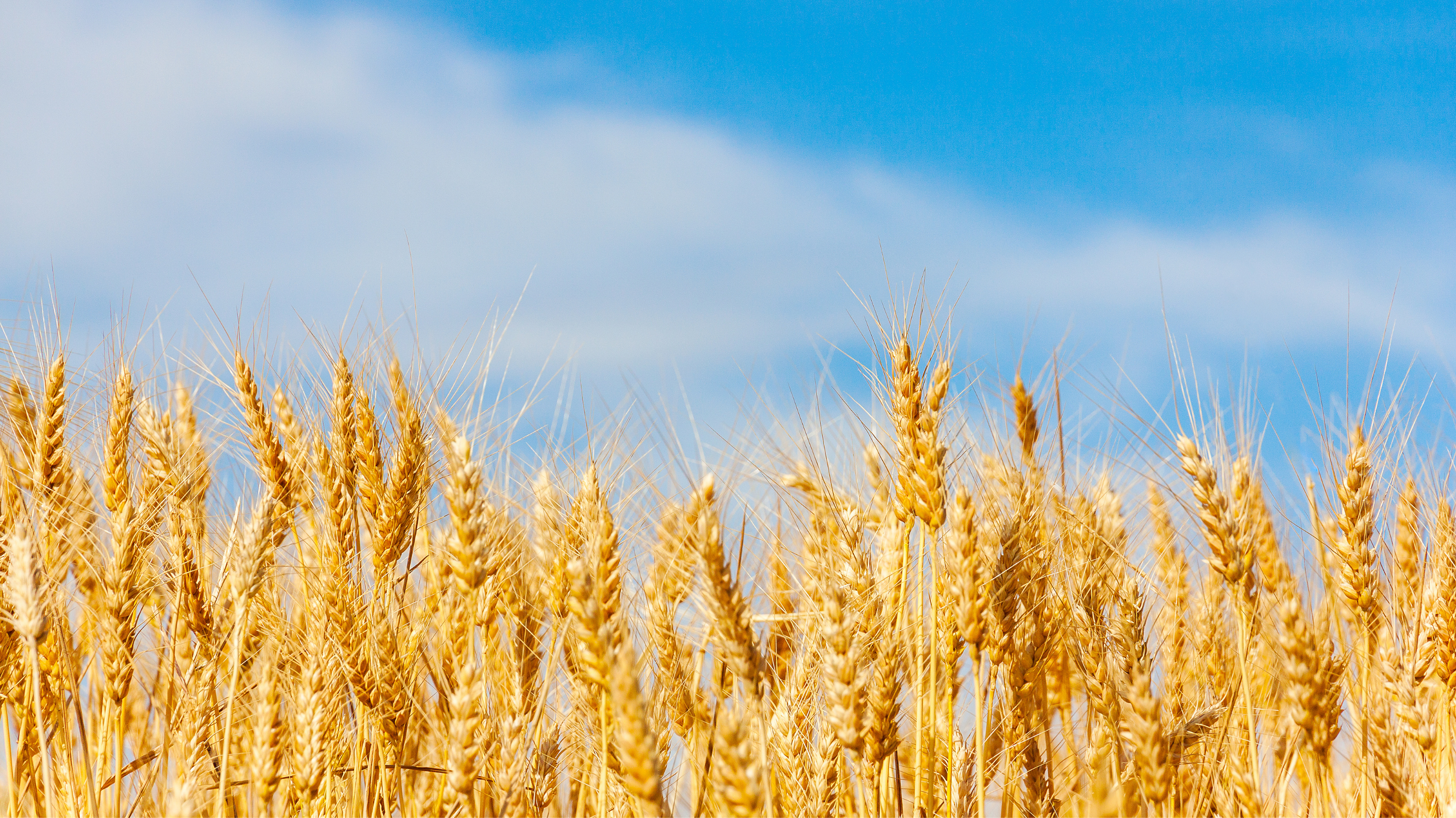 barley field.png
