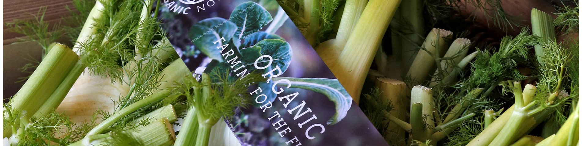 fennel box.jpg
