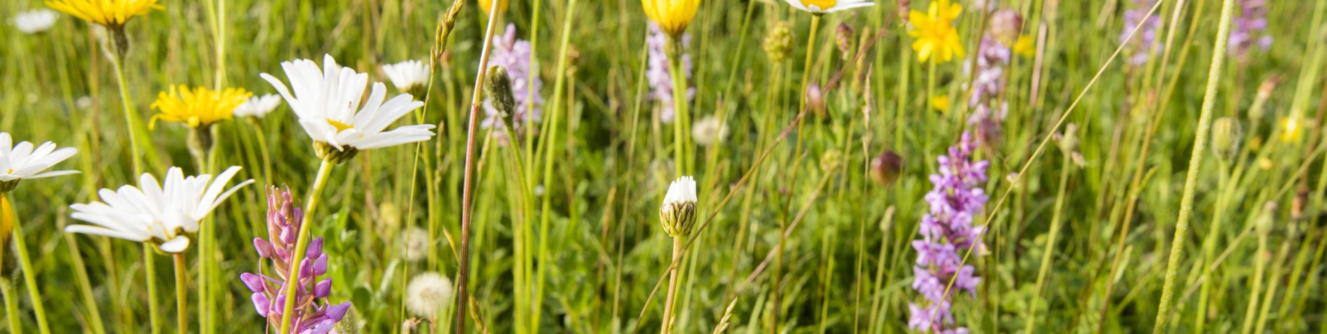 DSC_1274.jpg
