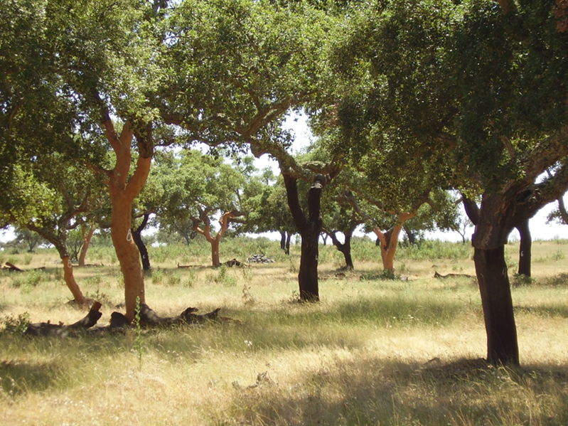 Cork from Montado, Portugal