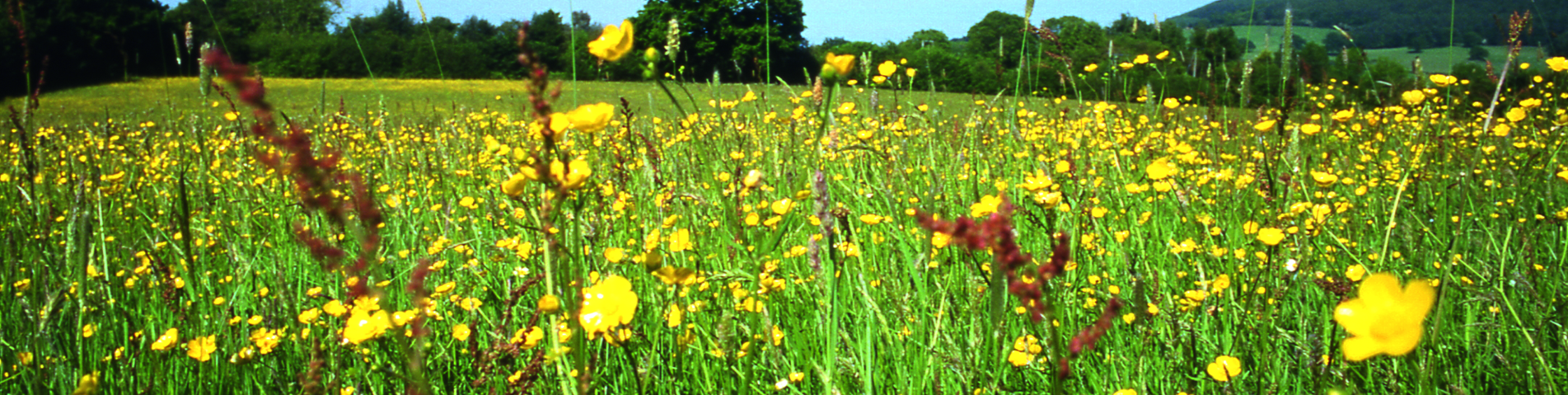 davies meadow.png