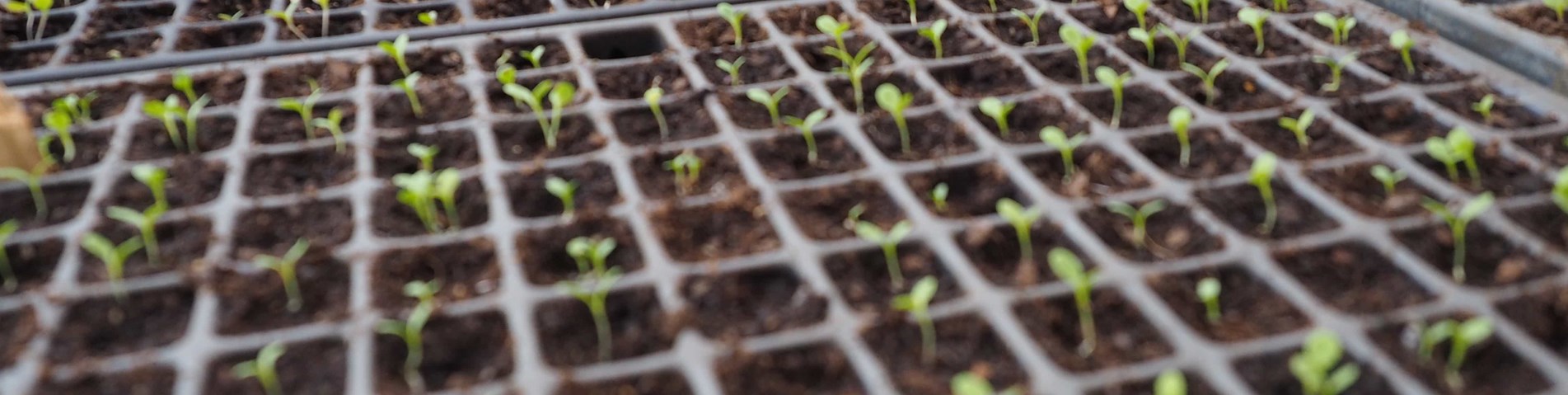 soil seedlings close up.JPG
