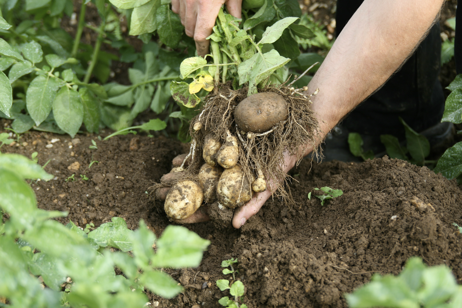 pulling up organic potatoes from the ground
