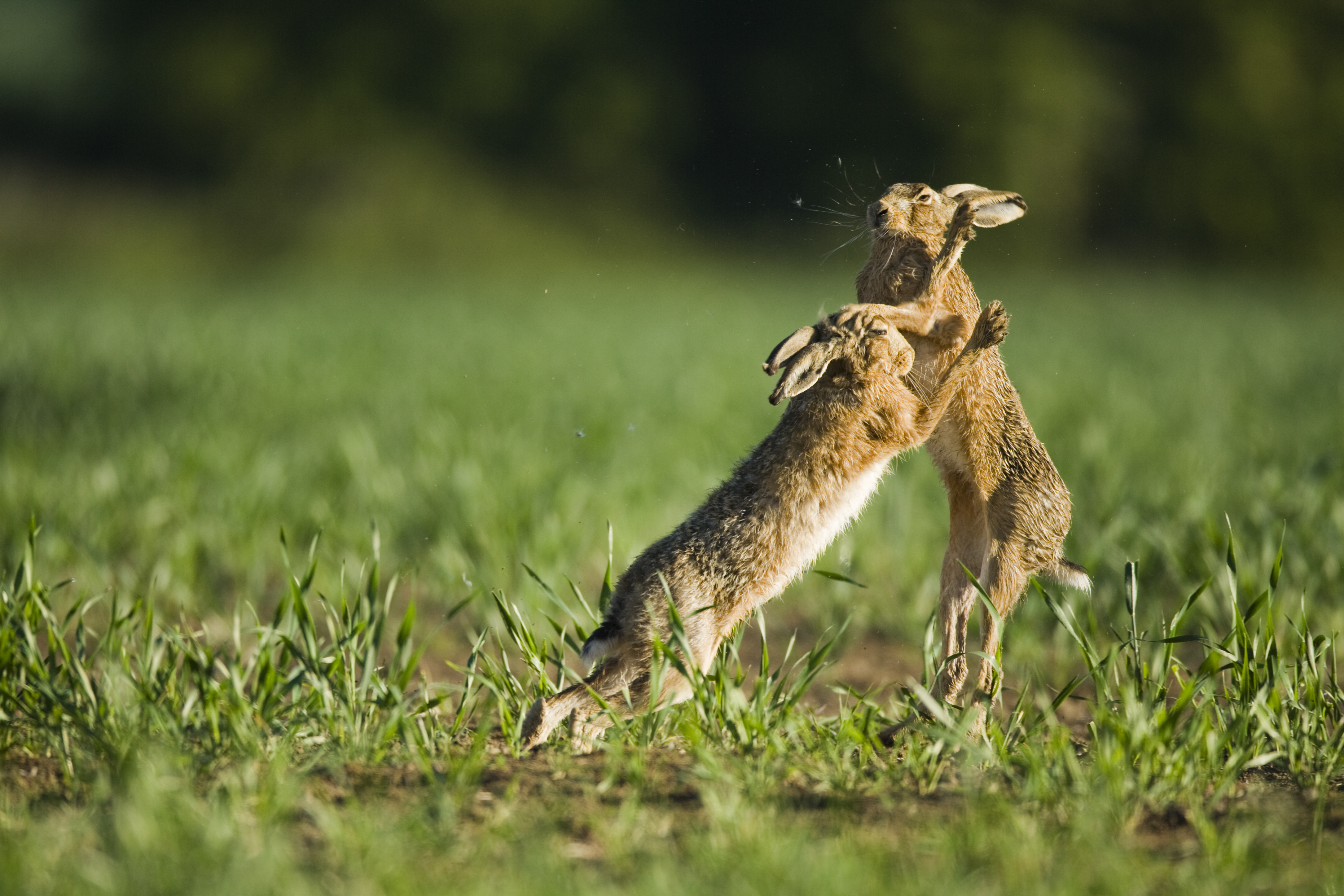 Hares boxing.jpg