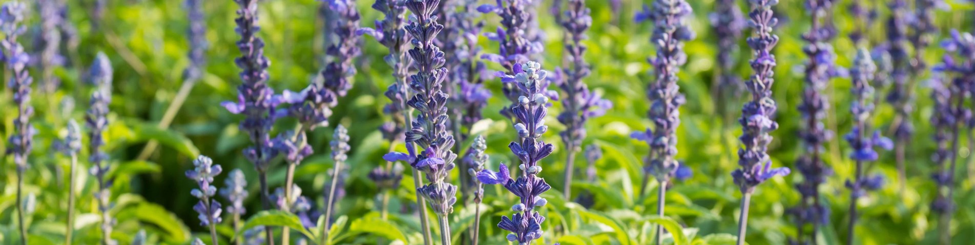 Field of lavendar.jpg