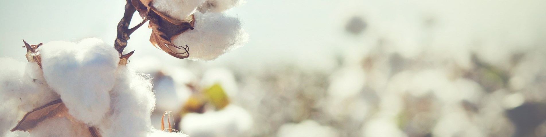 Cotton plants.jpg