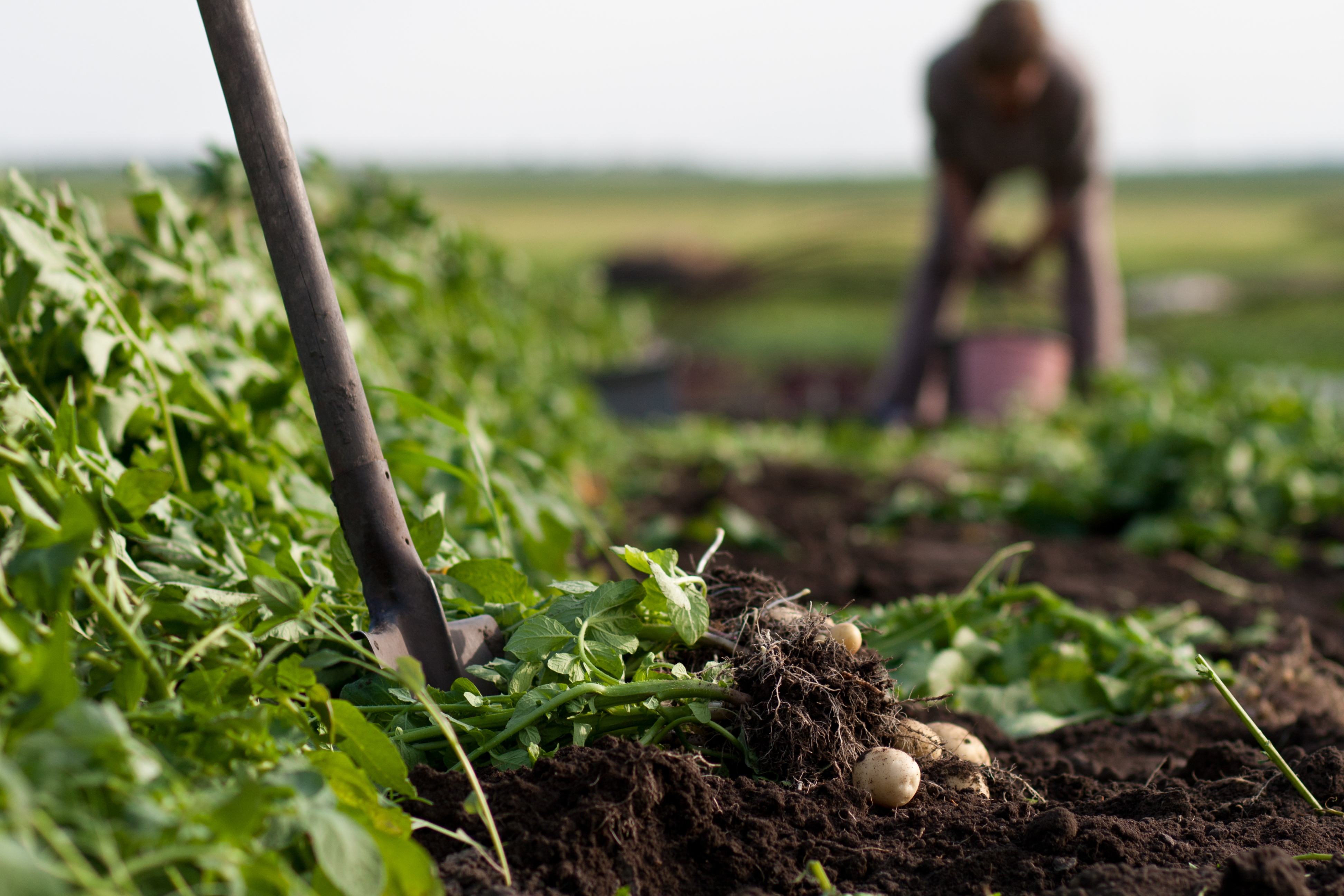 Potatoes being dug in field