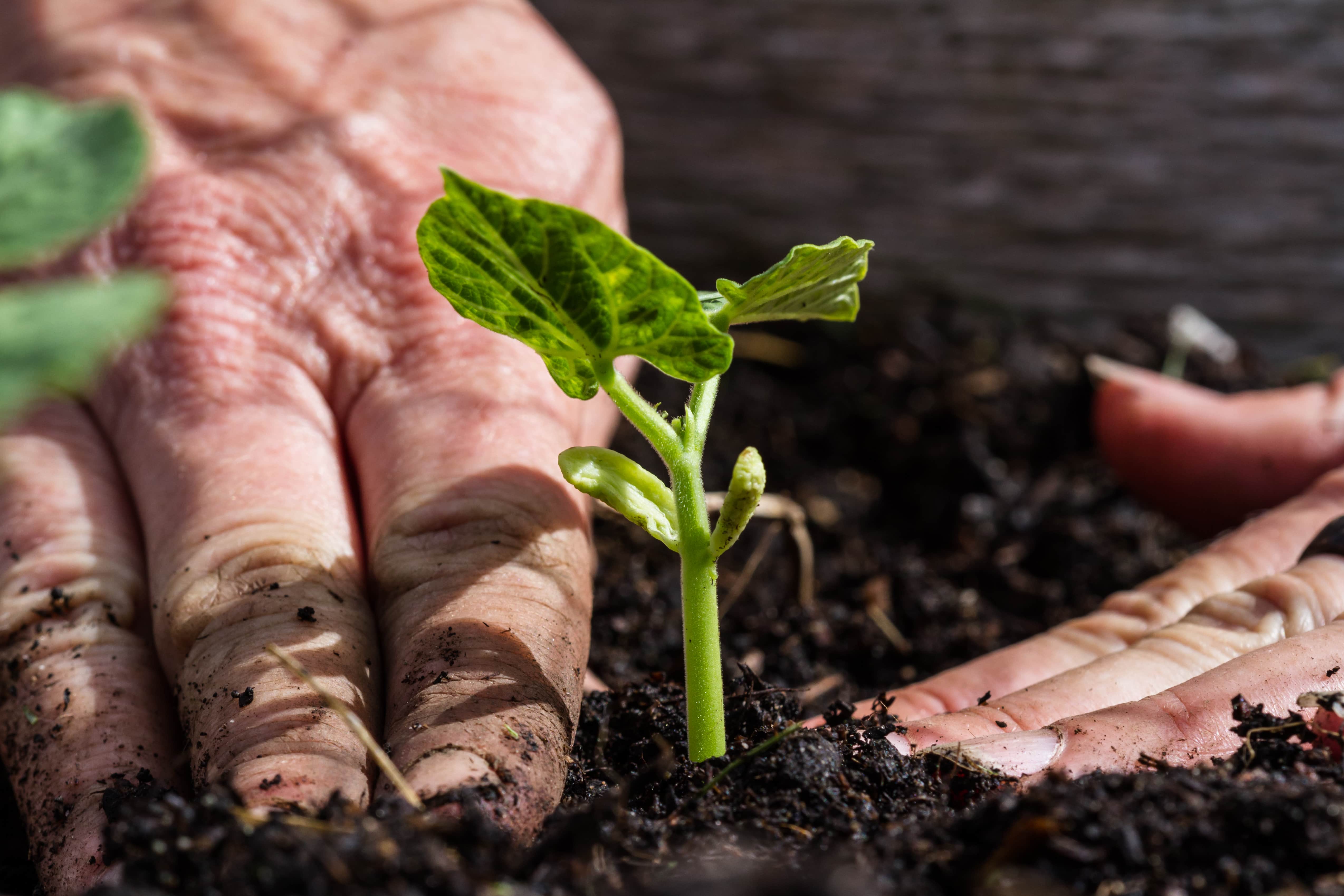 little sprouting greens