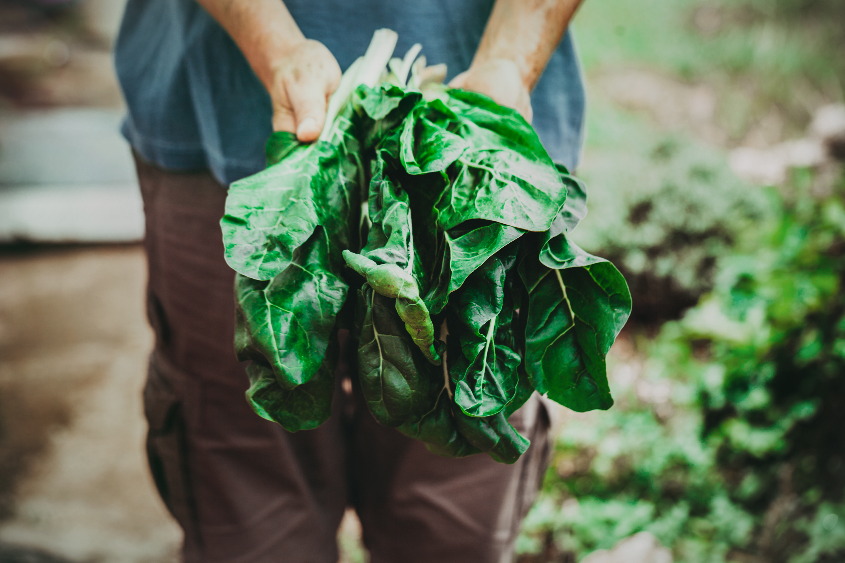 Back British fruit and veg, new Prime Minister told (3)