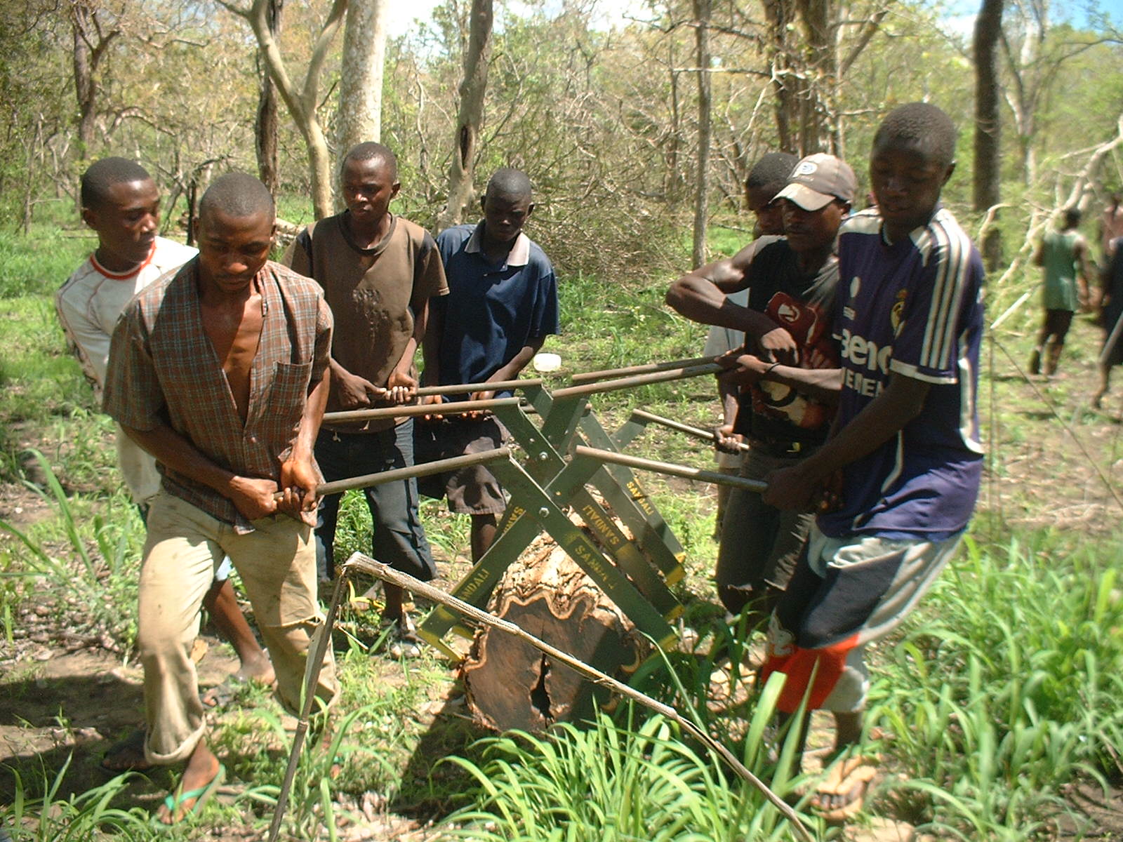 Responsibly harvesting mpingo (pic Makala Jasper)