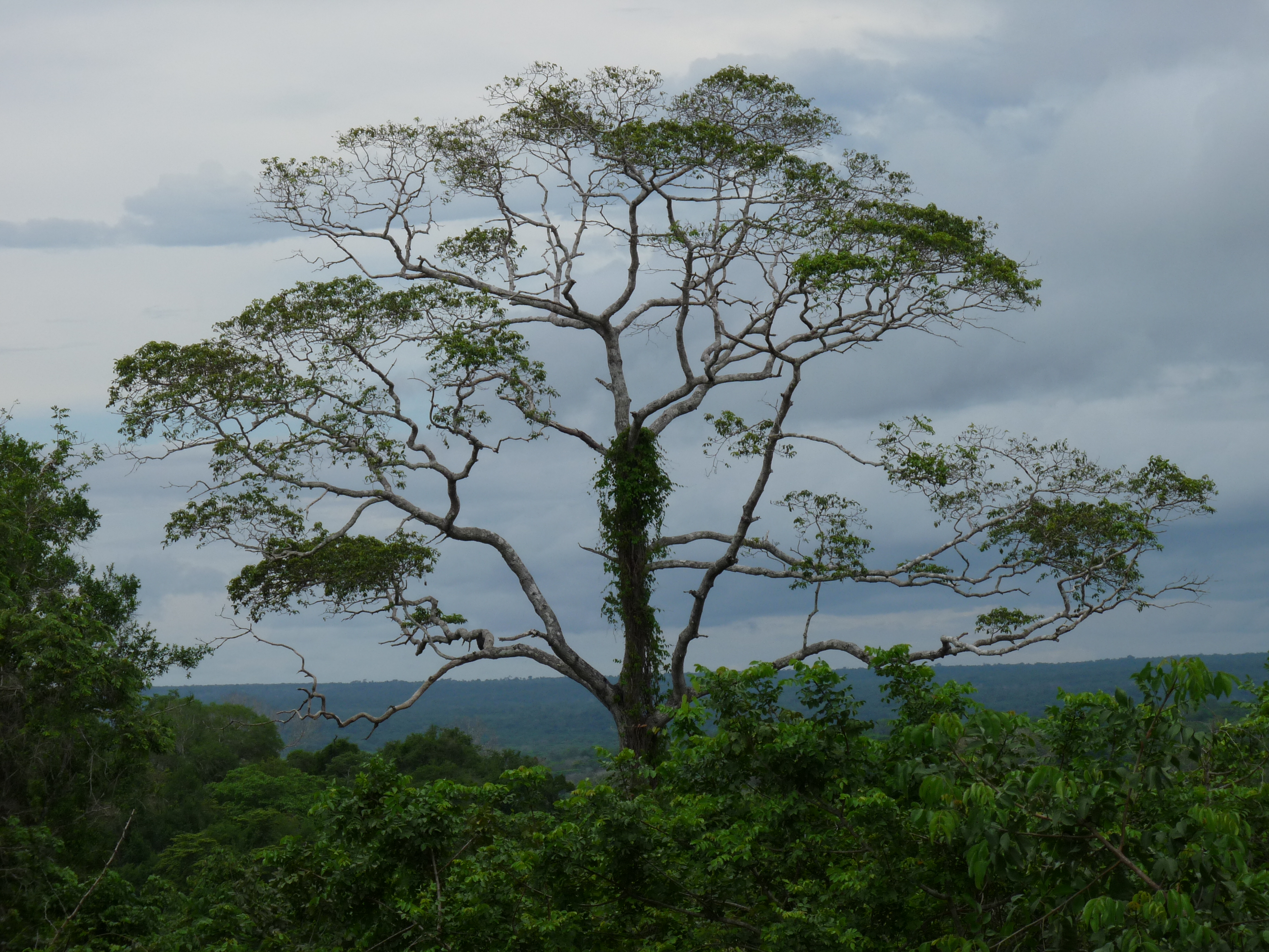 mcdi Emergent tree in miombo woodland