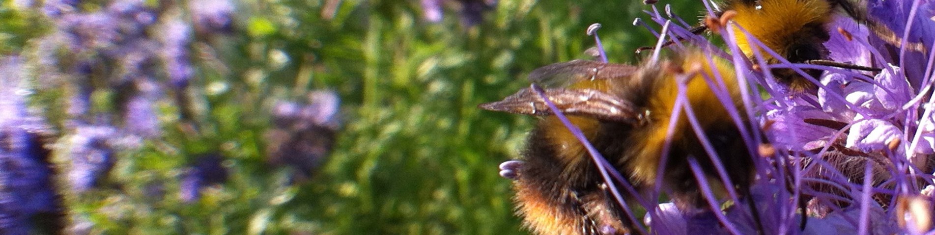 Winning bee photo credit Tom Green.jpg