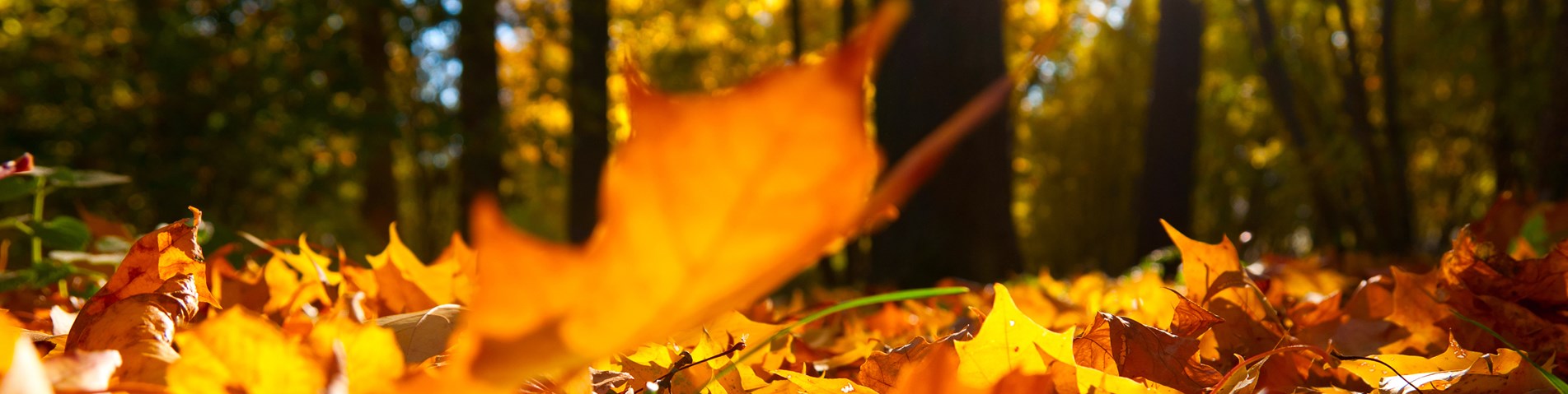 autumn leaves.jpg