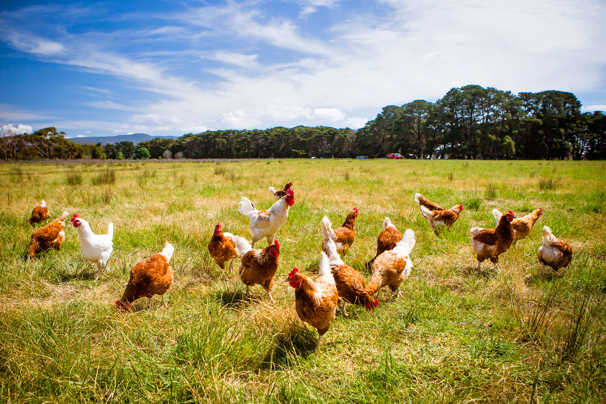 What is chlorinated chicken?  