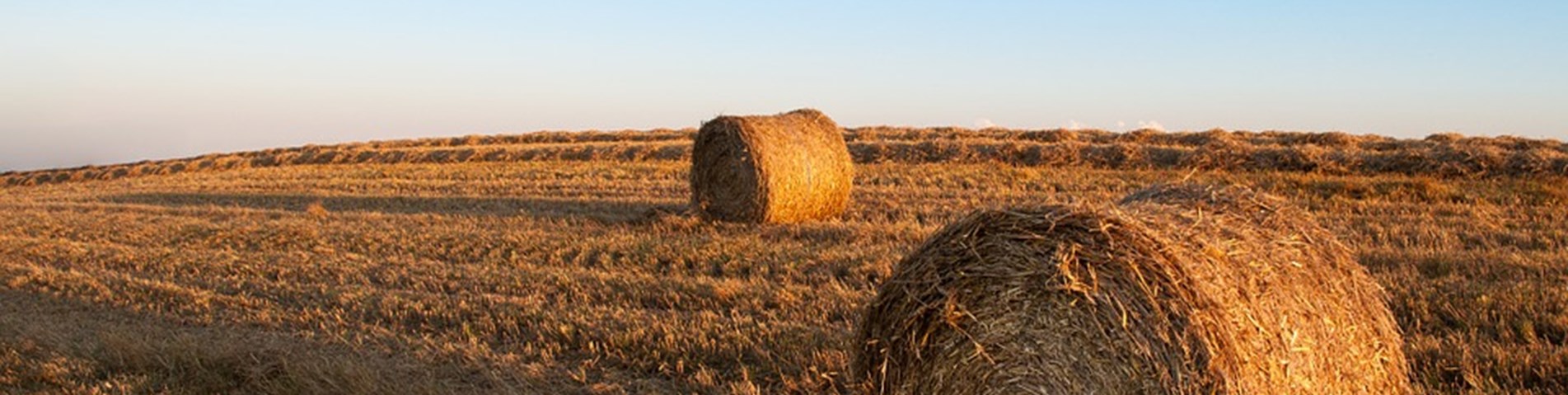 hay.jpg