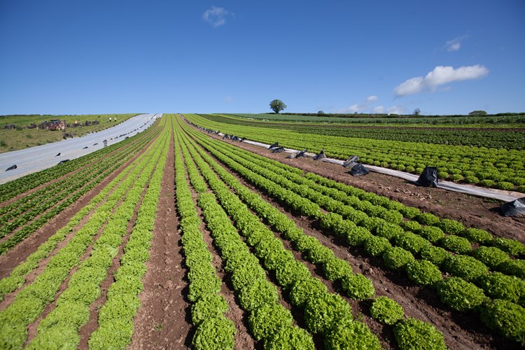 a field of vegetables