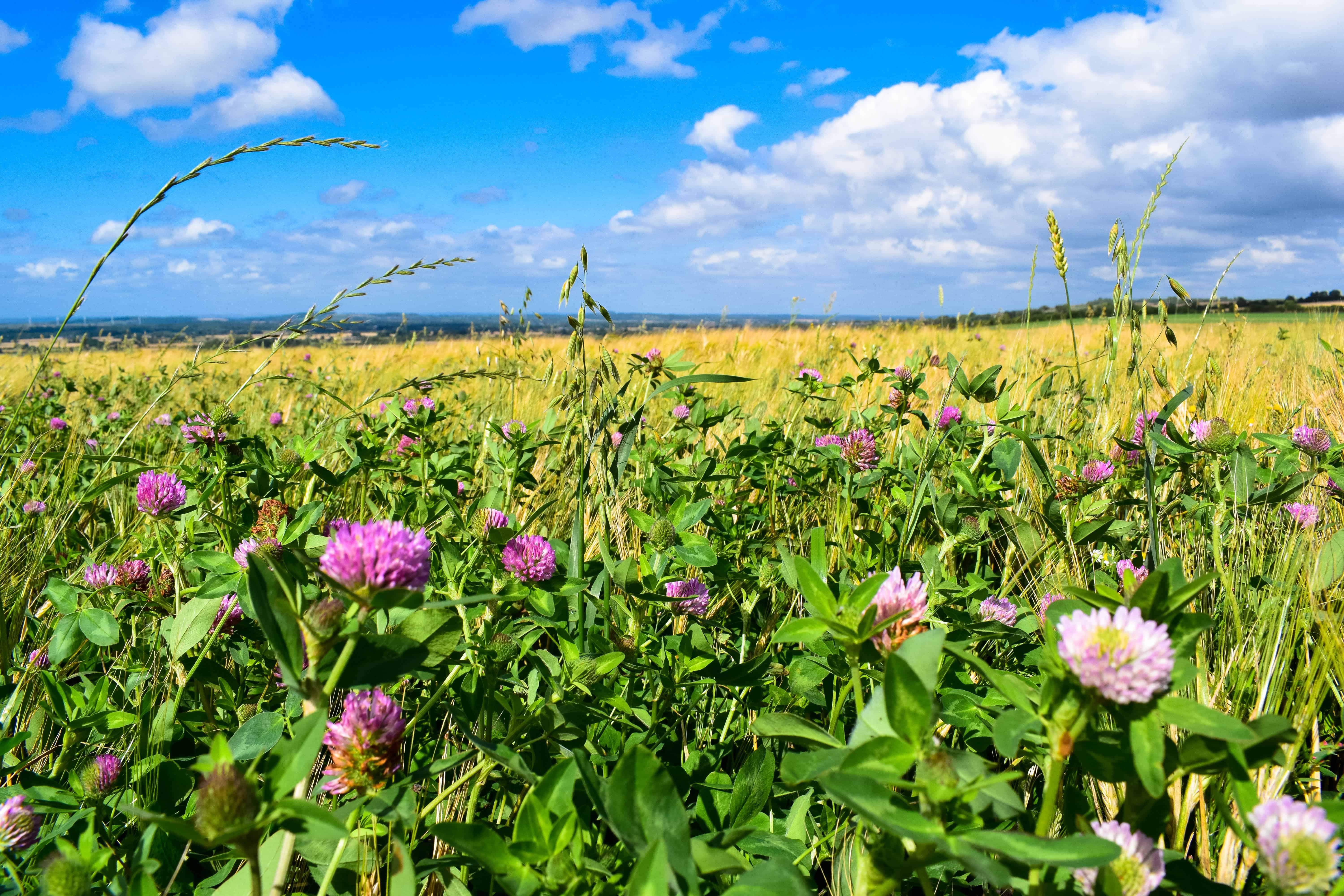 IDDRI report: ten years for agroecology in Europe