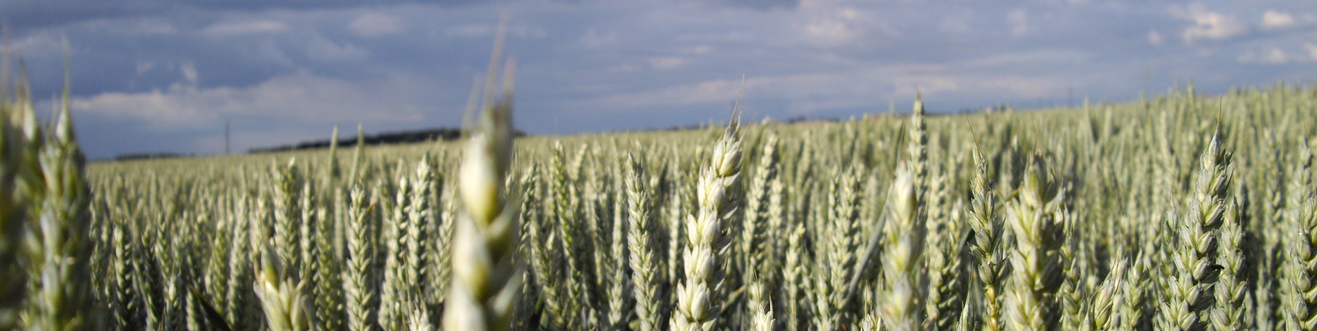 wheat-in-field.JPG