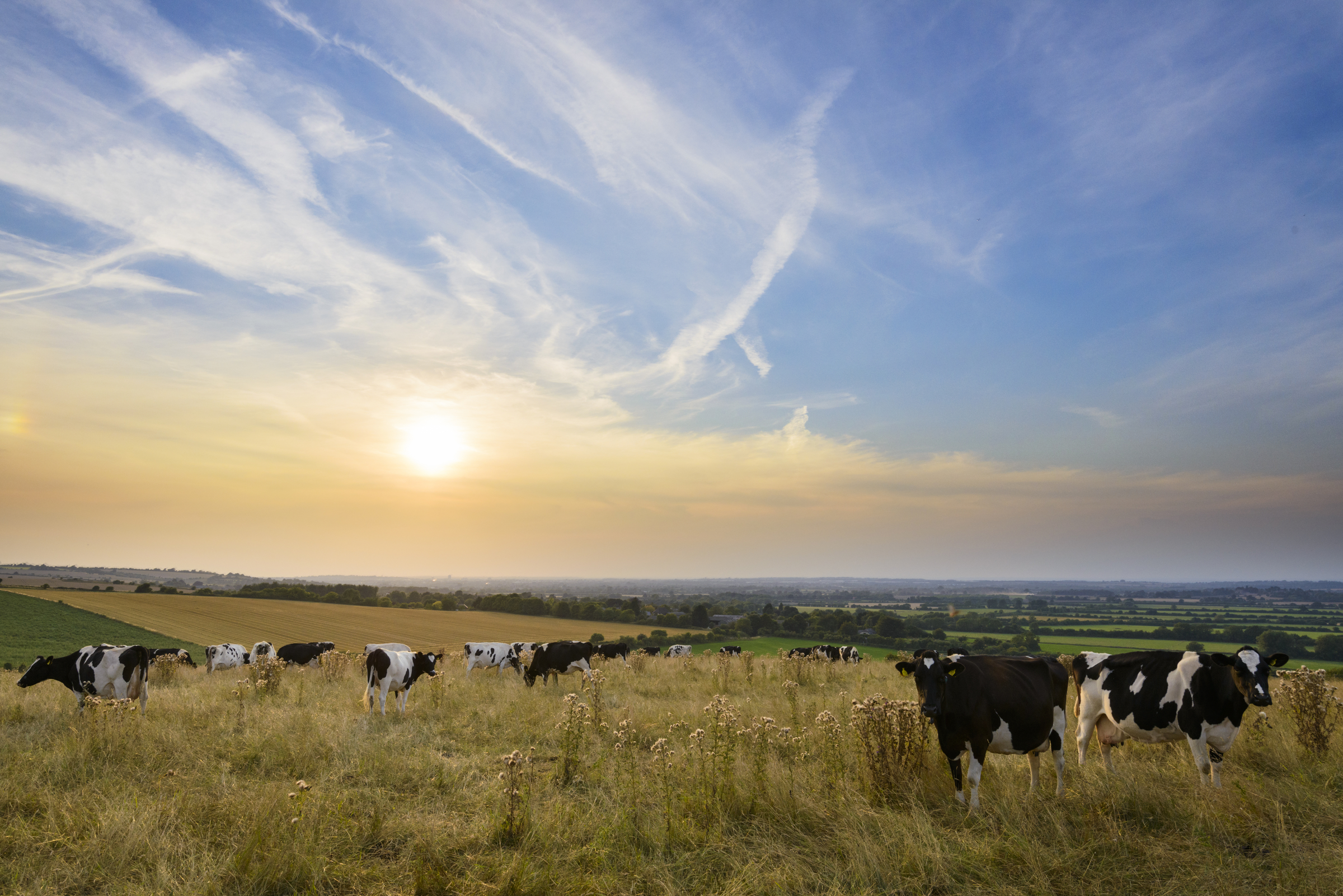 landsacape sky and cows